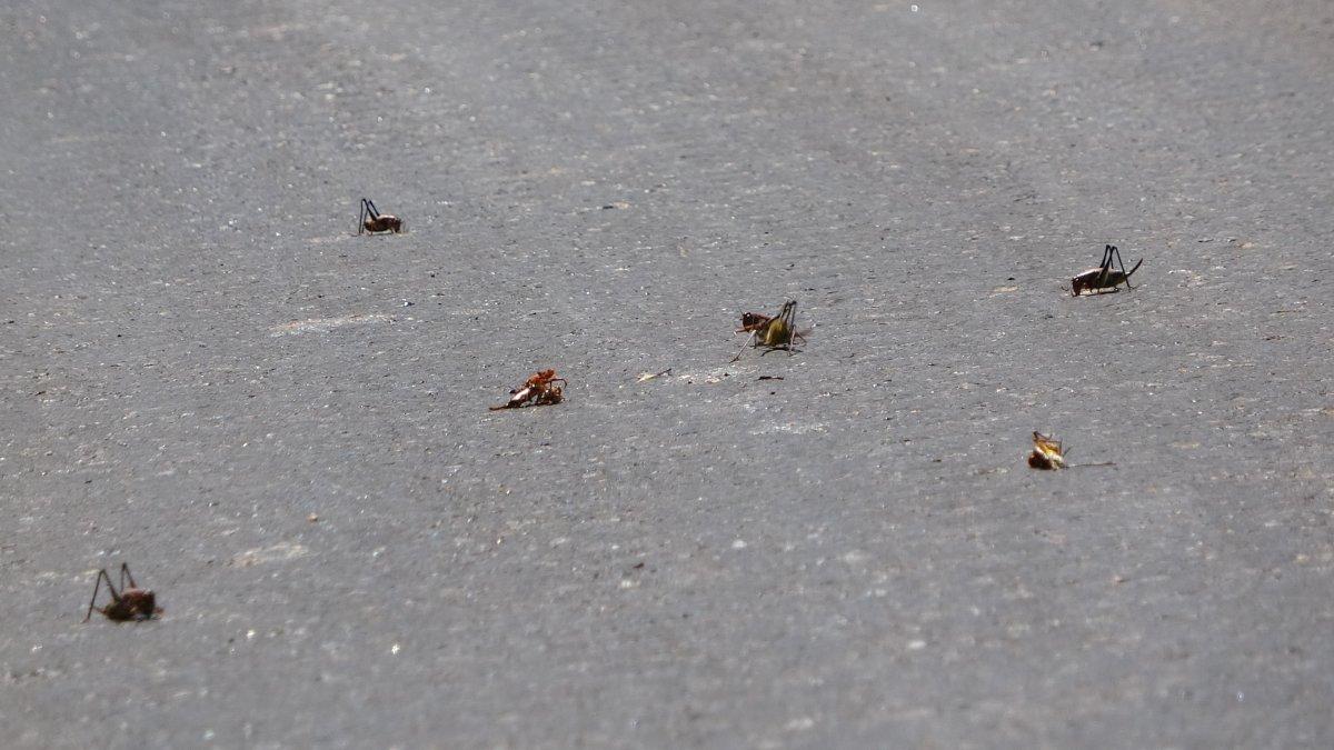 Muşlu çiftçilerin çekirge endişesi