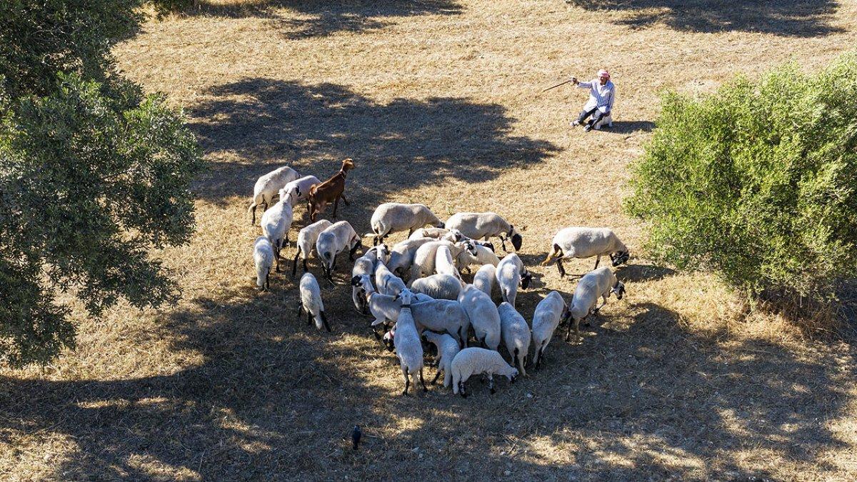 İzmir'de koyun yetiştiriciliğine ömrünü adayan Ekrem Dede