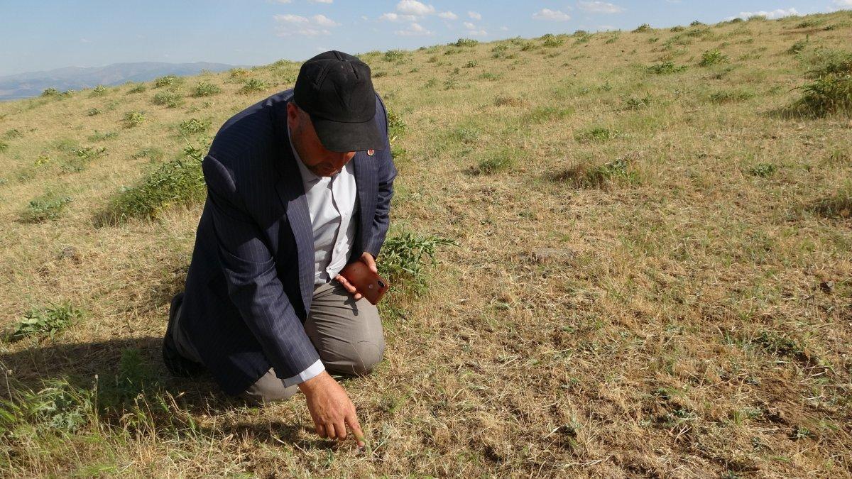 Muşlu çiftçilerin çekirge endişesi