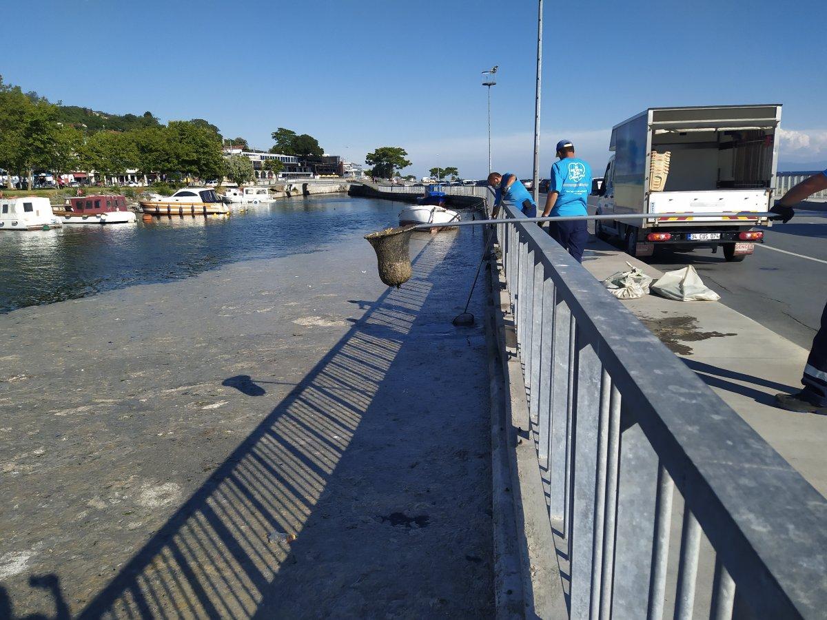 İstanbul'da bir yandan müsilaj temizliği, bir yandan deniz keyfi