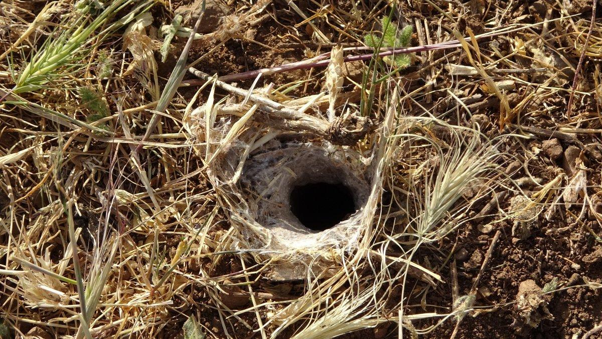 Muşlu çiftçilerin çekirge endişesi