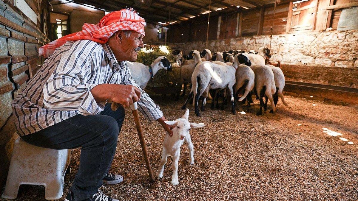 İzmir'de koyun yetiştiriciliğine ömrünü adayan Ekrem Dede