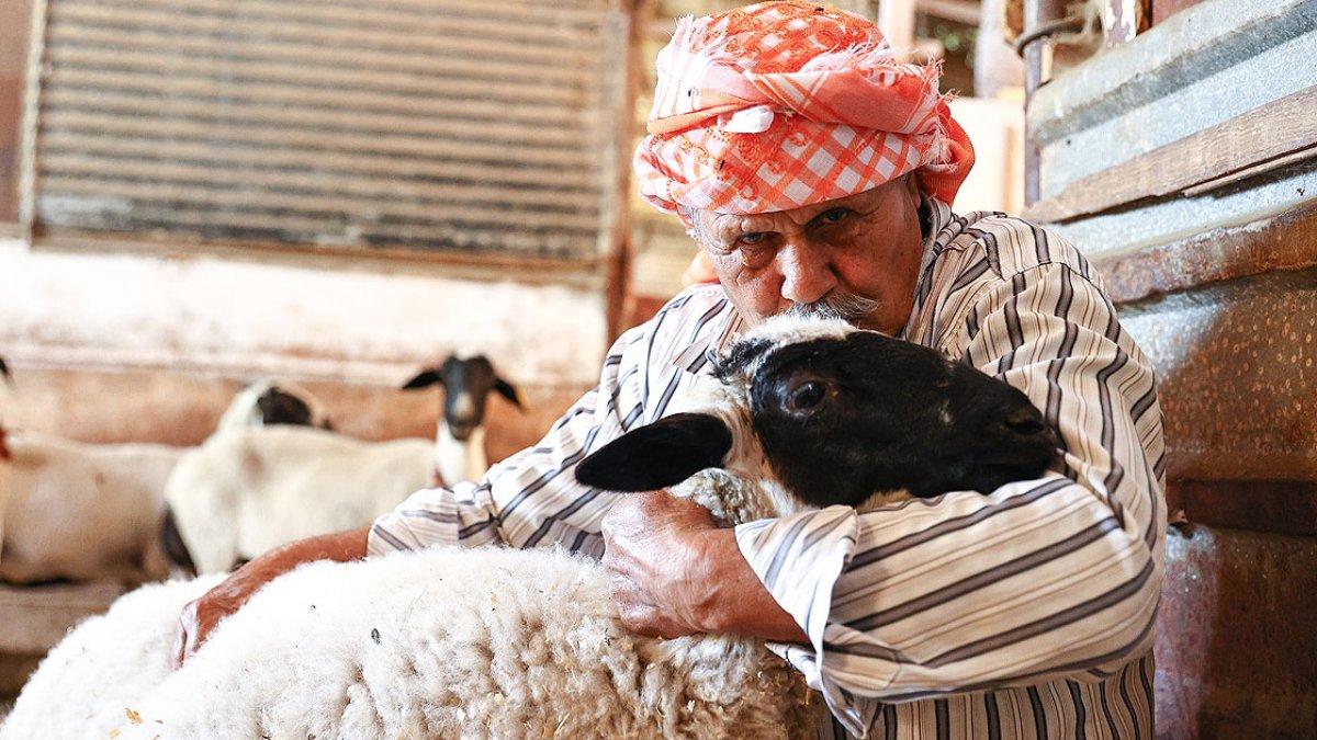 İzmir'de koyun yetiştiriciliğine ömrünü adayan Ekrem Dede