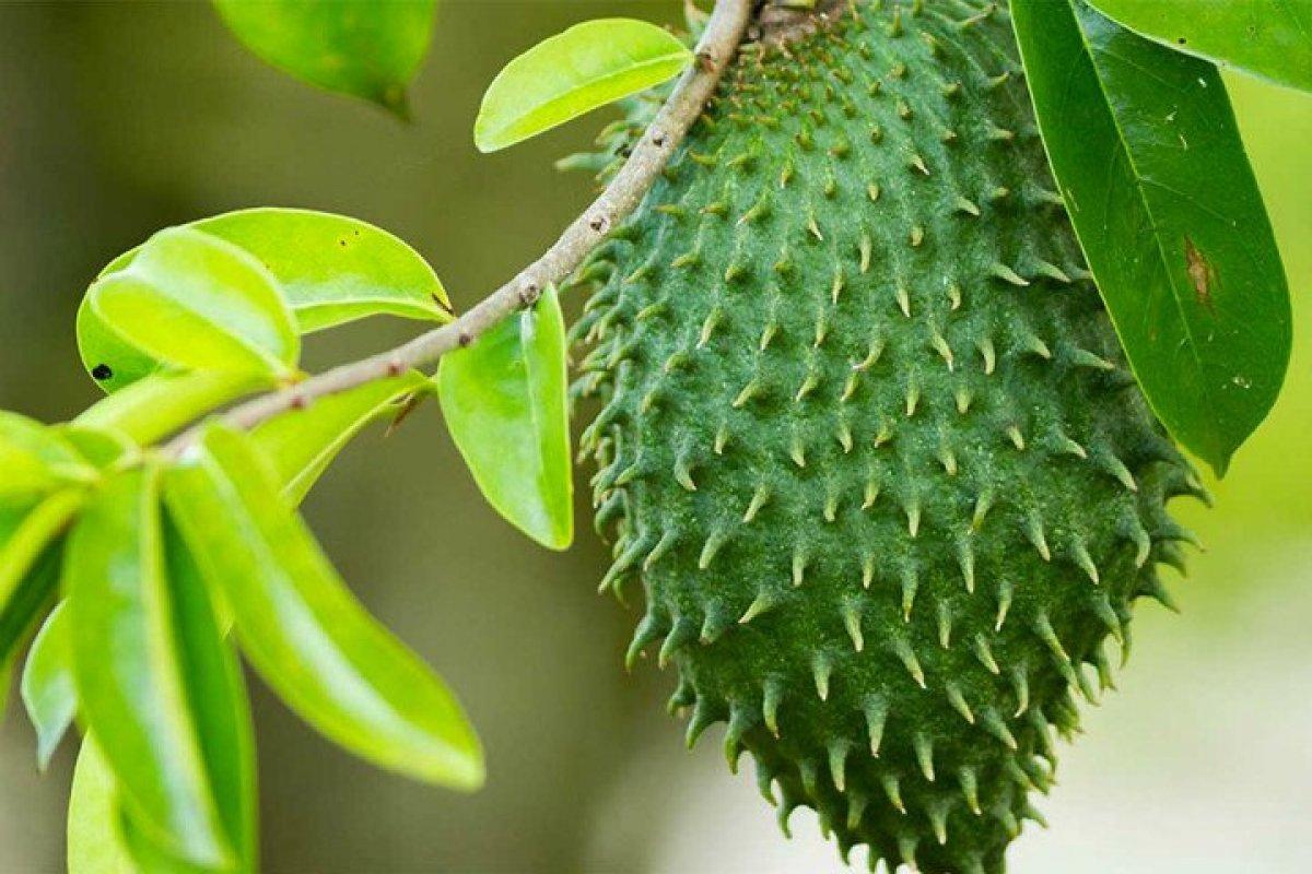 Tropikler ailesinden: Tarçın elması (Graviola) nedir, faydaları neler?