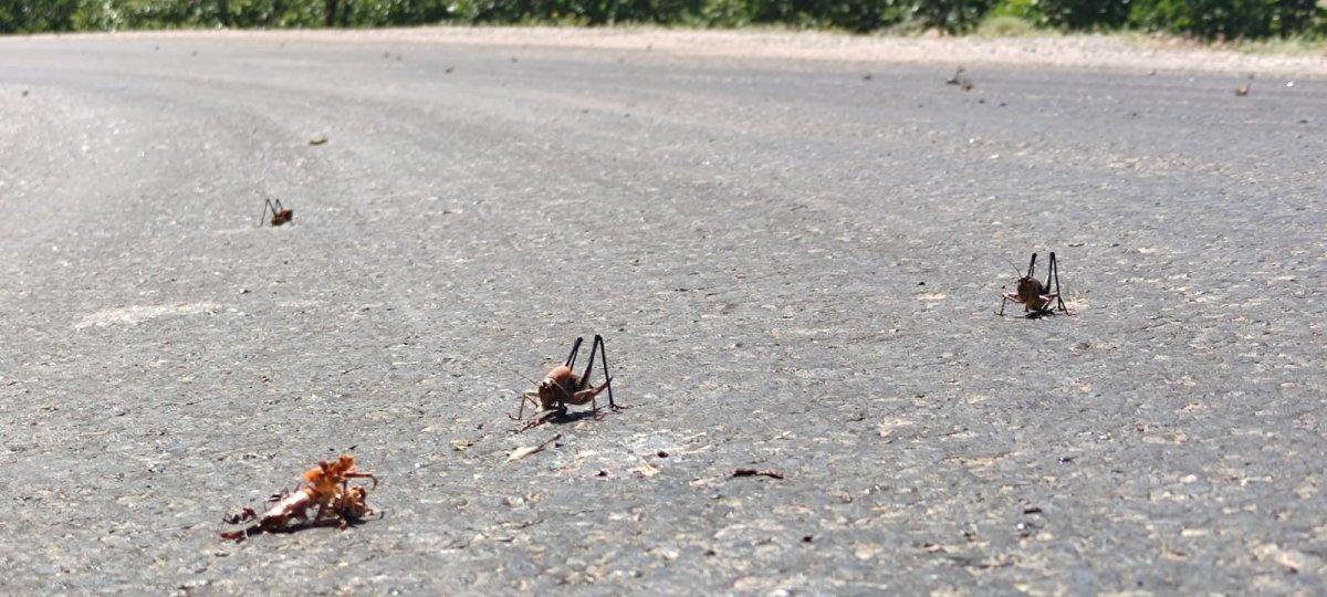 Muşlu çiftçilerin çekirge endişesi