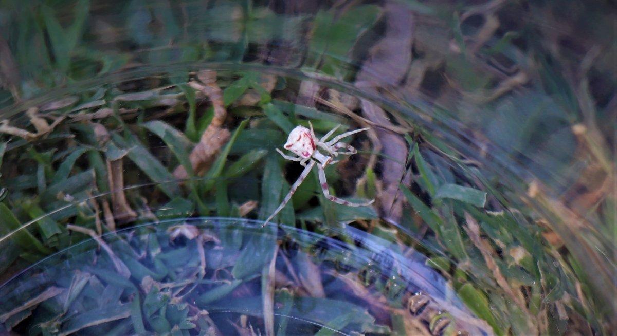 Denizli'de insan yüzlü örümcek görüldü