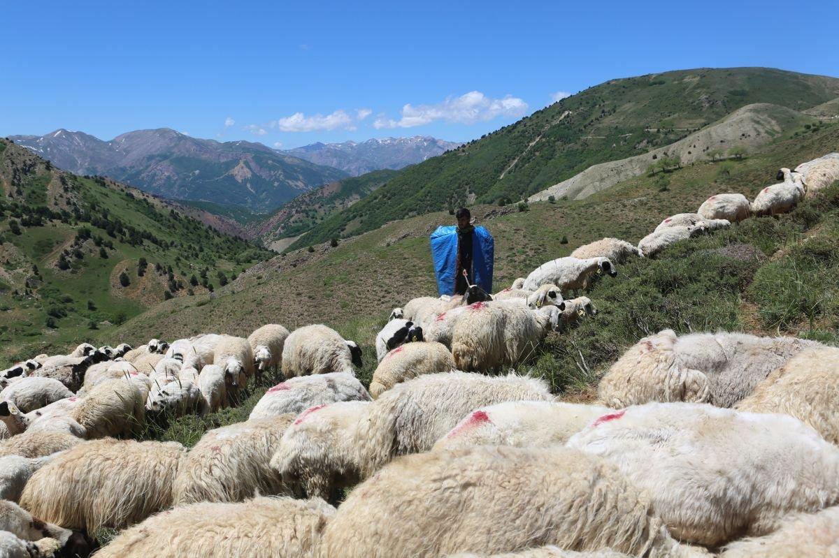 Hollanda Büyükelçiliği, Tuncelili Mahir için devrede