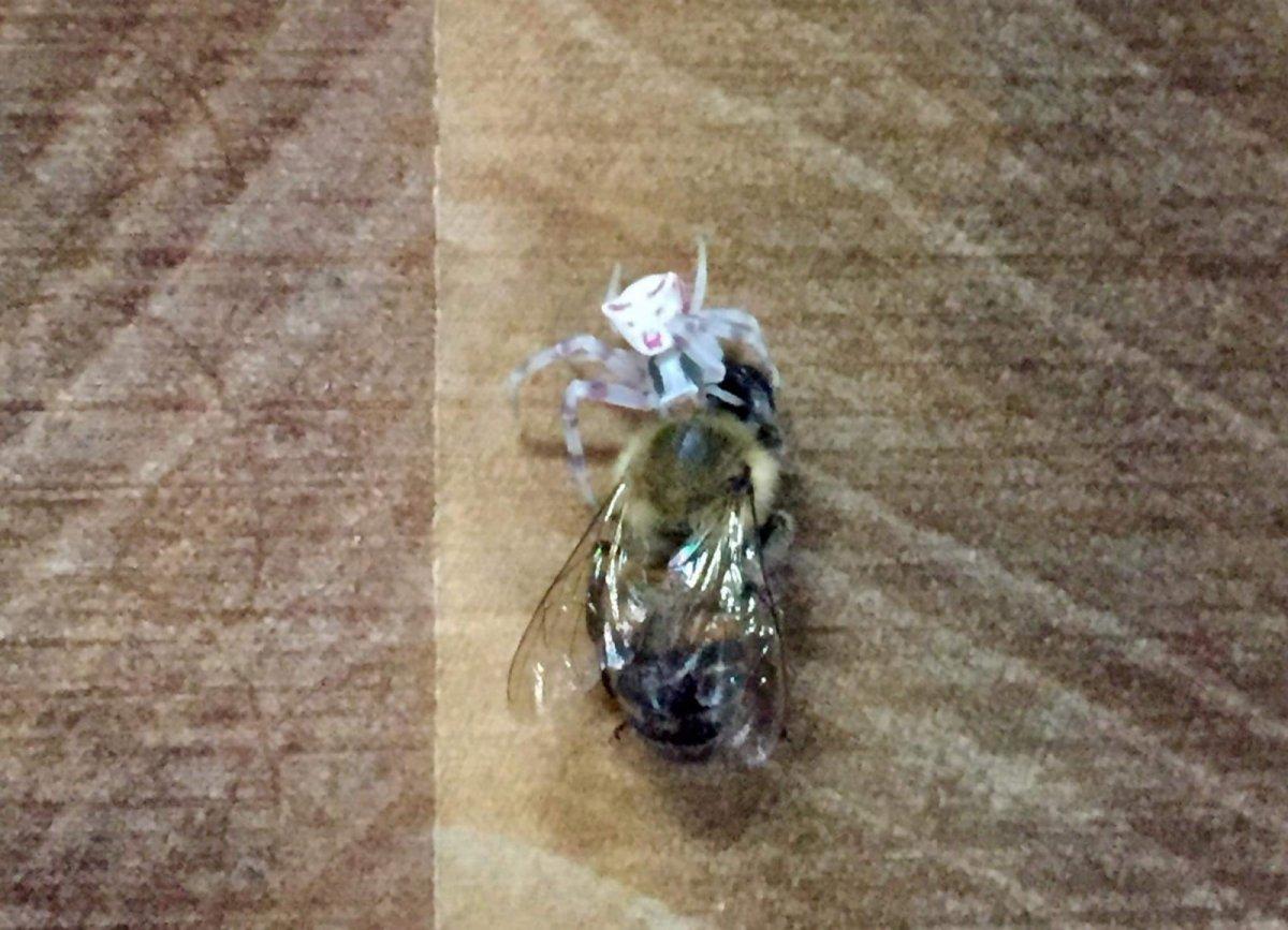 Denizli'de insan yüzlü örümcek görüldü