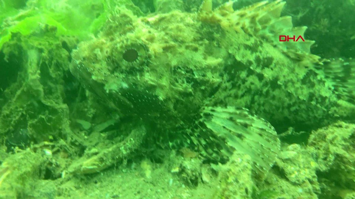 Kocaeli'de müsilajın denizaltındaki tahribatı görüntülendi