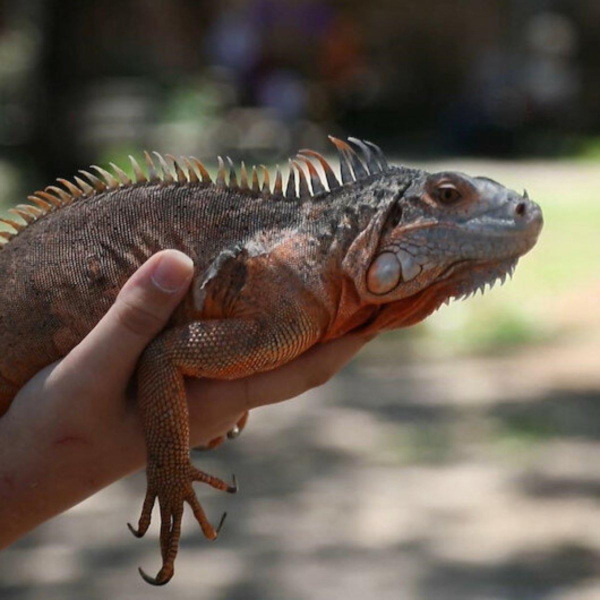 Antalya'da omzunda iguanasıyla şehri geziyor