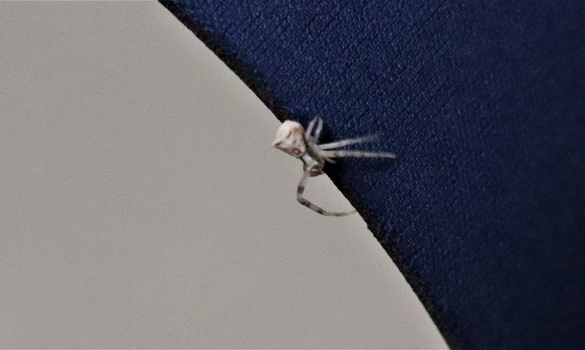 Denizli'de insan yüzlü örümcek görüldü