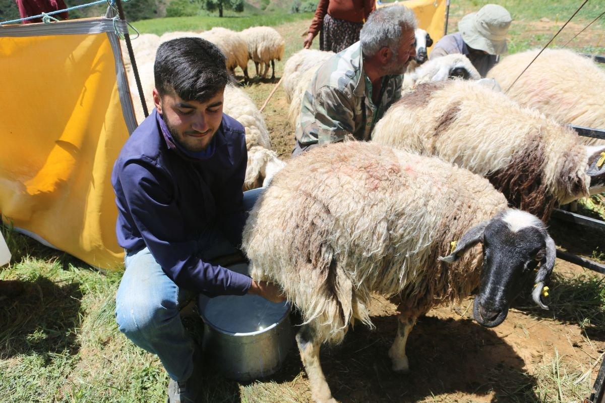 Hollanda Büyükelçiliği, Tuncelili Mahir için devrede