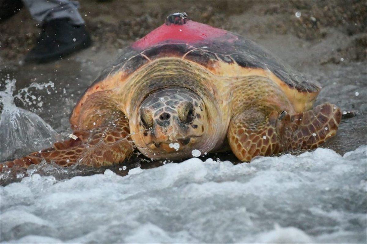 Caretta 'Likya'nın 296 günlük yolculuğu