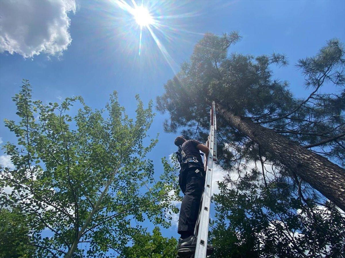 Düzce'de Türk bayrağını değiştirmek için ağaca çıktı, mahsur kaldı