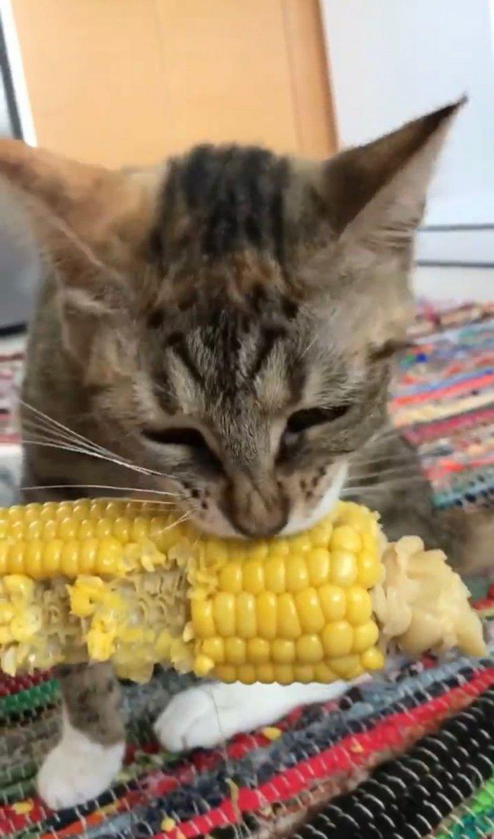 Sakarya'da mısır yiyen kedi