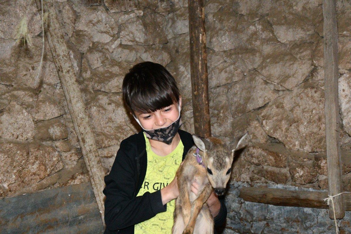 Balıkesir’de kaybolan yavru karacaya keçi annelik yapıyor