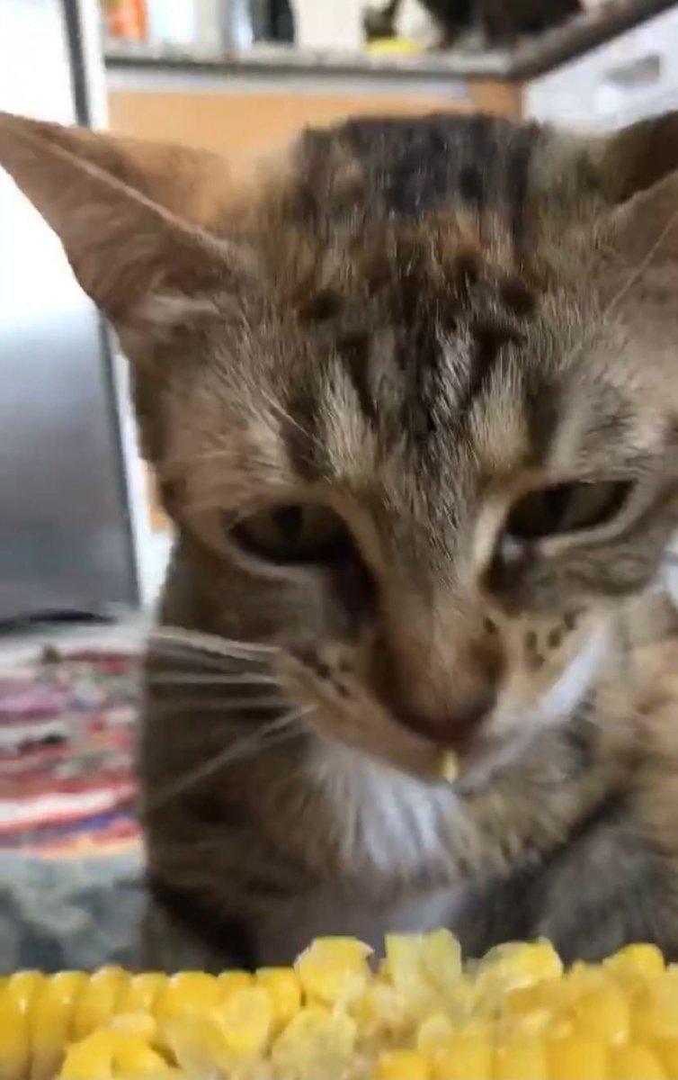 Sakarya'da mısır yiyen kedi