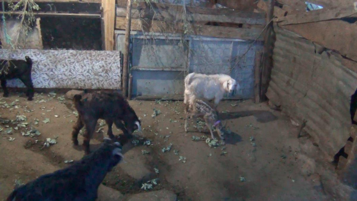 Balıkesir’de kaybolan yavru karacaya keçi annelik yapıyor