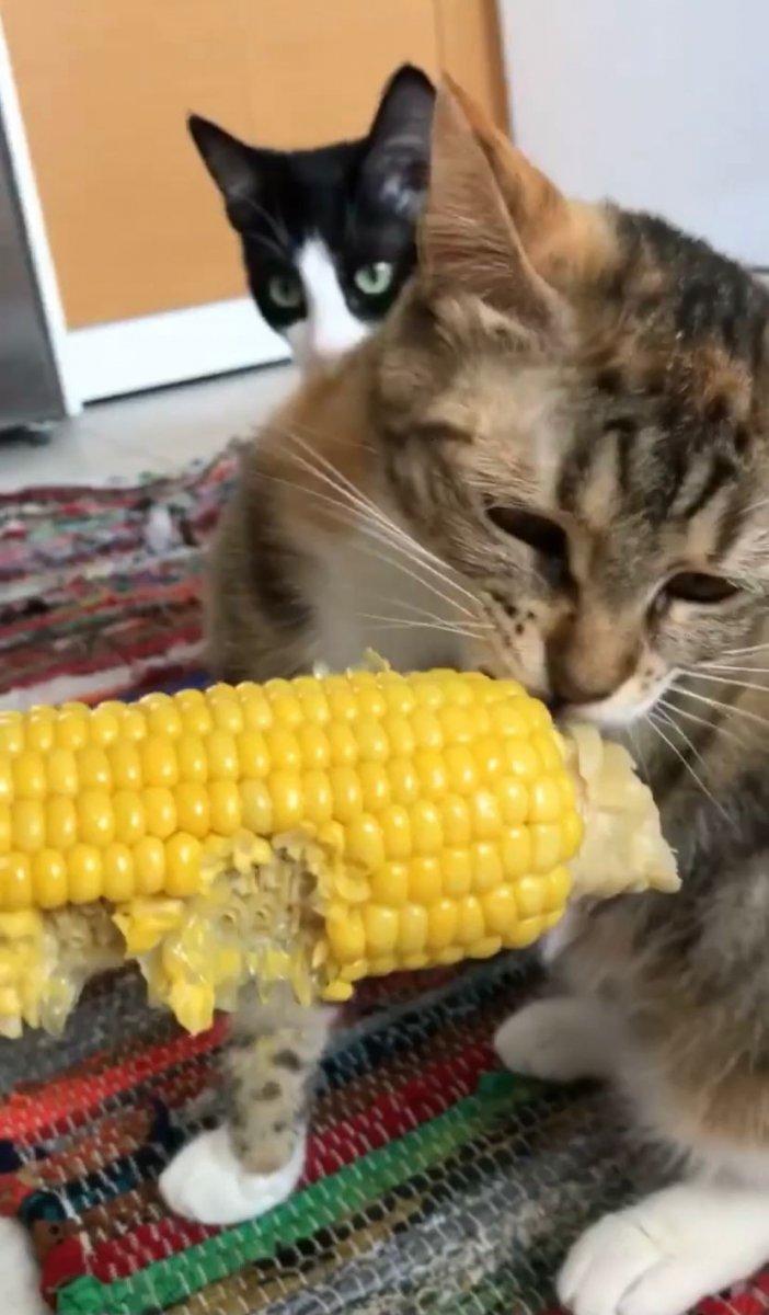 Sakarya'da mısır yiyen kedi