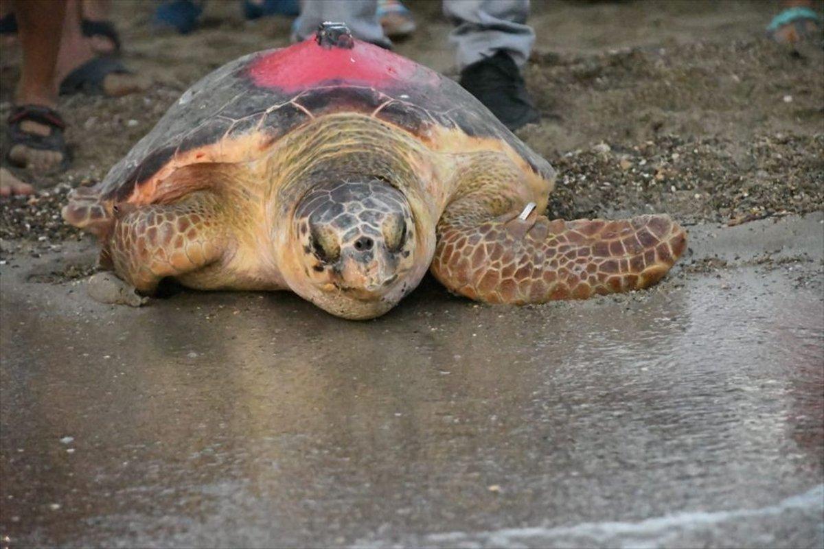 Caretta 'Likya'nın 296 günlük yolculuğu