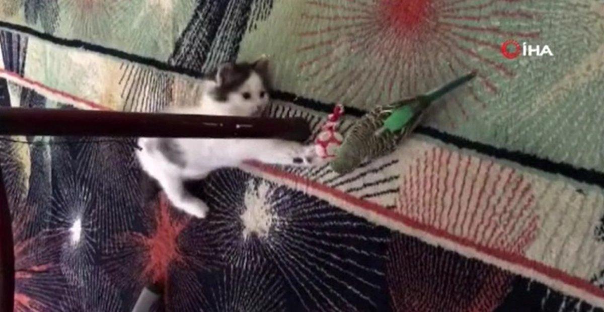 Gaziosmanpaşa’da kedi ile muhabbet kuşunun dostluğu kamerada