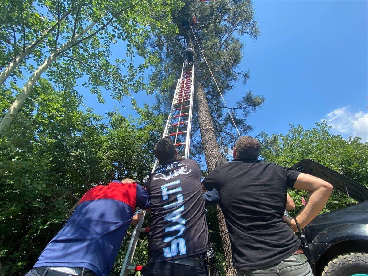 Düzce'de Türk bayrağını değiştirmek için ağaca çıktı, mahsur kaldı