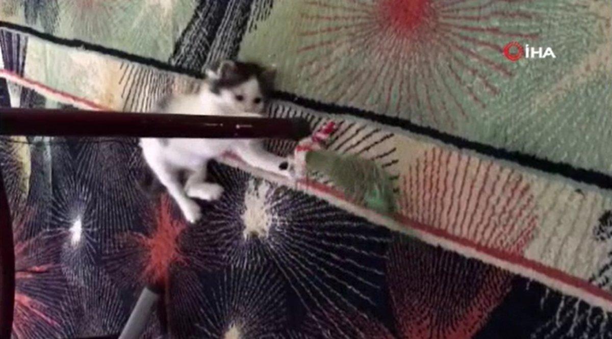 Gaziosmanpaşa’da kedi ile muhabbet kuşunun dostluğu kamerada