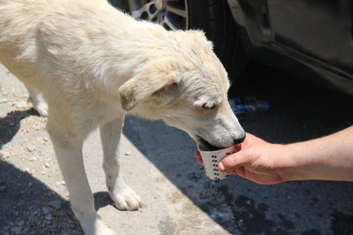 Eskişehir'de köpeği ezmemek için ani fren yaptı, zincirleme kaza meydana geldi