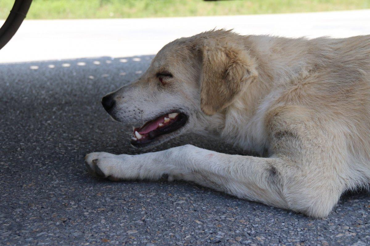 Eskişehir'de köpeği ezmemek için ani fren yaptı, zincirleme kaza meydana geldi