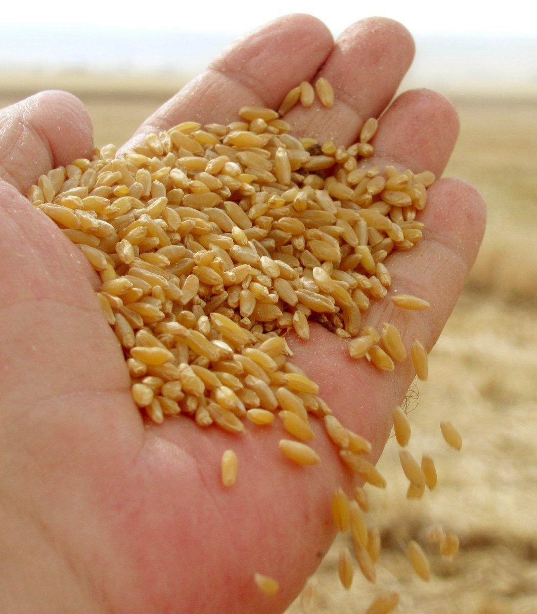 Araban buğdayı hasadı başladı