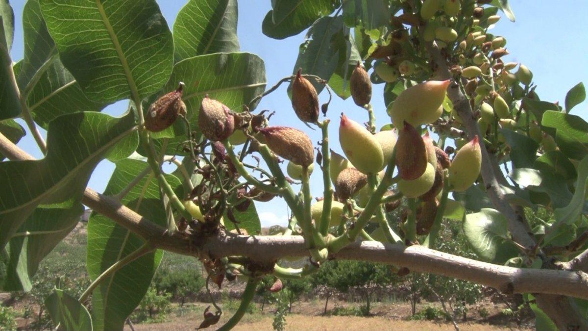Siirt fıstığı kuraklıkla karşı karşıya