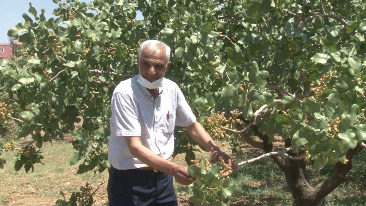 Siirt fıstığı kuraklıkla karşı karşıya