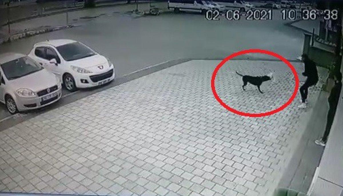 Sultanbeyli'de pitbullu belediye görevlilerine vermemek için direnen kadın