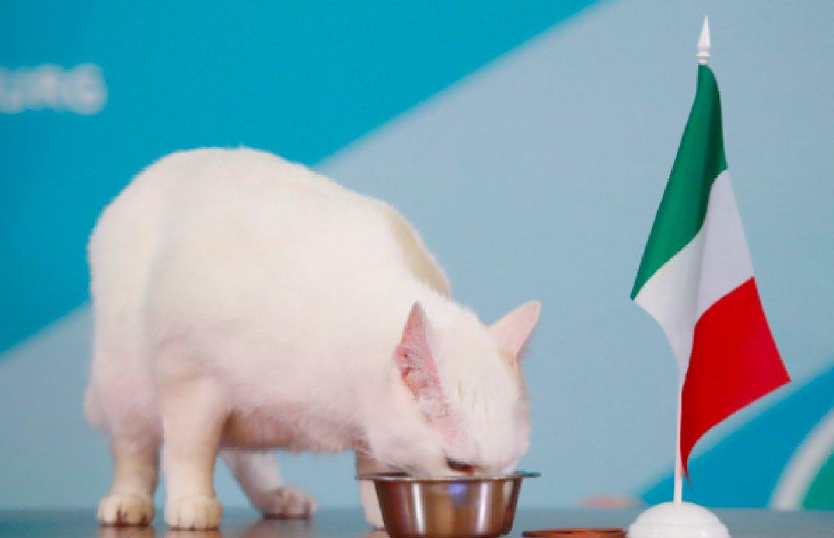 Rusların kahin kedisinin Euro 2020 tahminleri