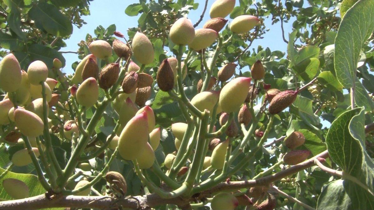 Siirt fıstığı kuraklıkla karşı karşıya