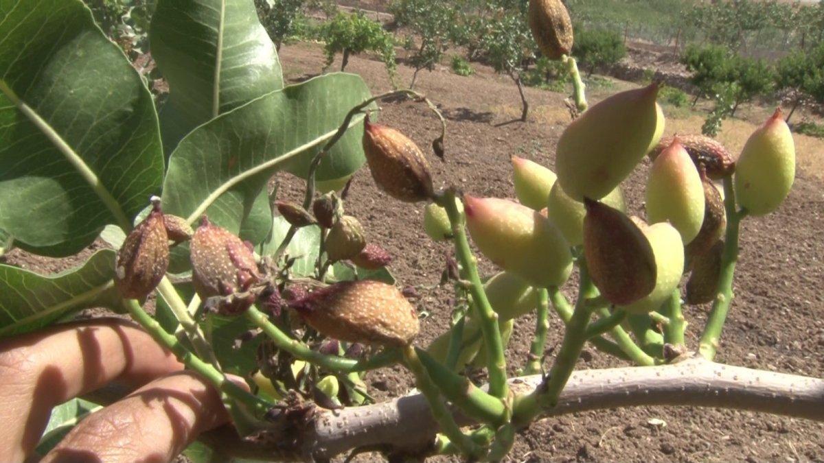 Siirt fıstığı kuraklıkla karşı karşıya