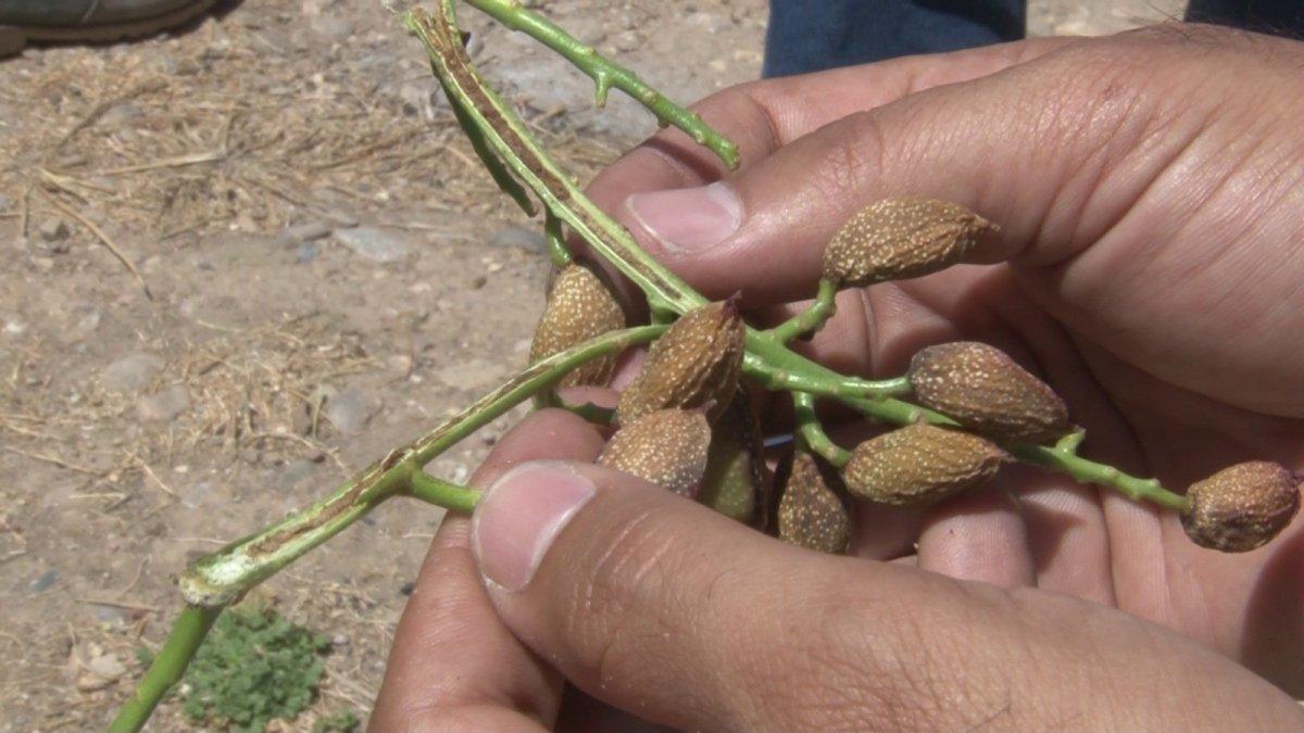 Siirt fıstığı kuraklıkla karşı karşıya
