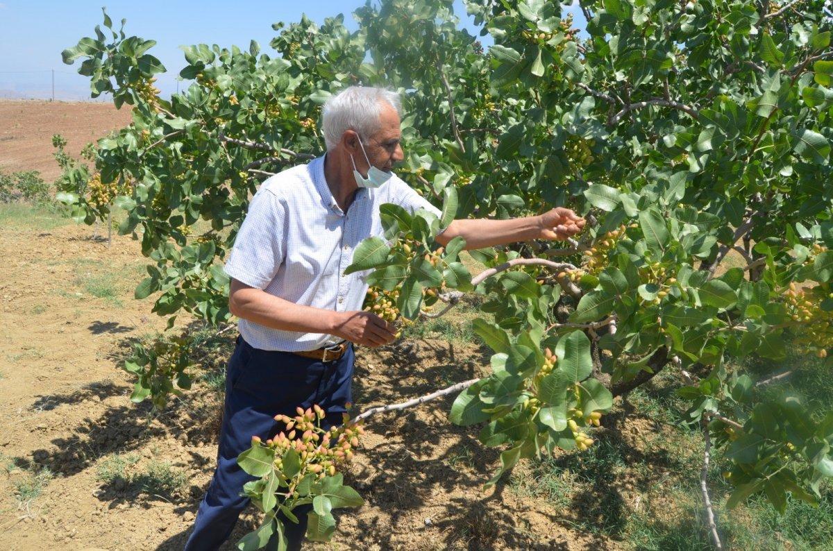 Siirt fıstığı kuraklıkla karşı karşıya