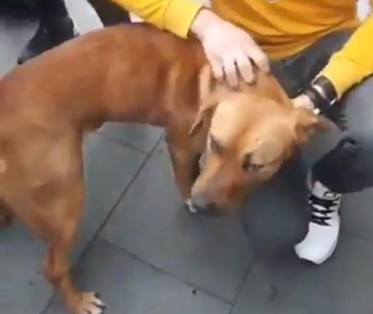 Sultanbeyli'de pitbullu belediye görevlilerine vermemek için direnen kadın