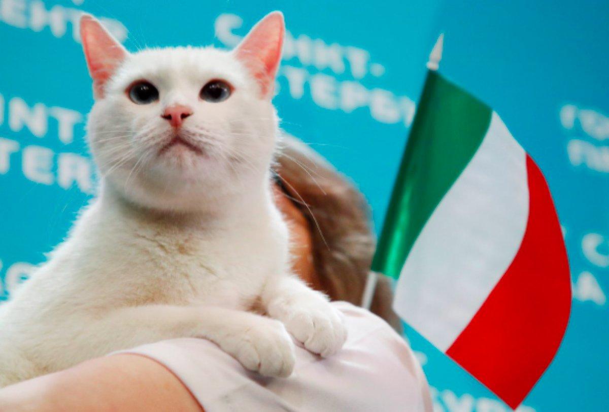 Rusların kahin kedisinin Euro 2020 tahminleri