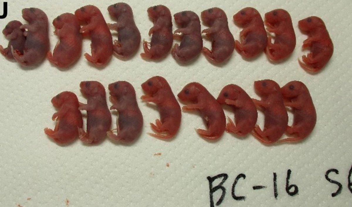 Japonyalı bilim insanları, 5 yıllık fare spermlerinden uzay yavruları üretti