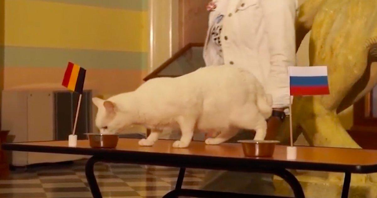 Rusların kahin kedisinin Euro 2020 tahminleri