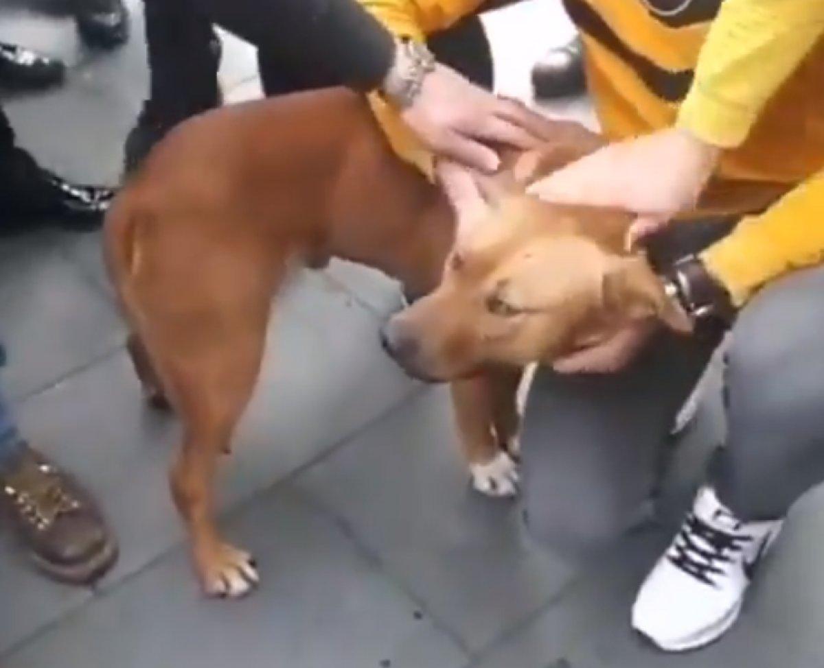 Sultanbeyli'de pitbullu belediye görevlilerine vermemek için direnen kadın