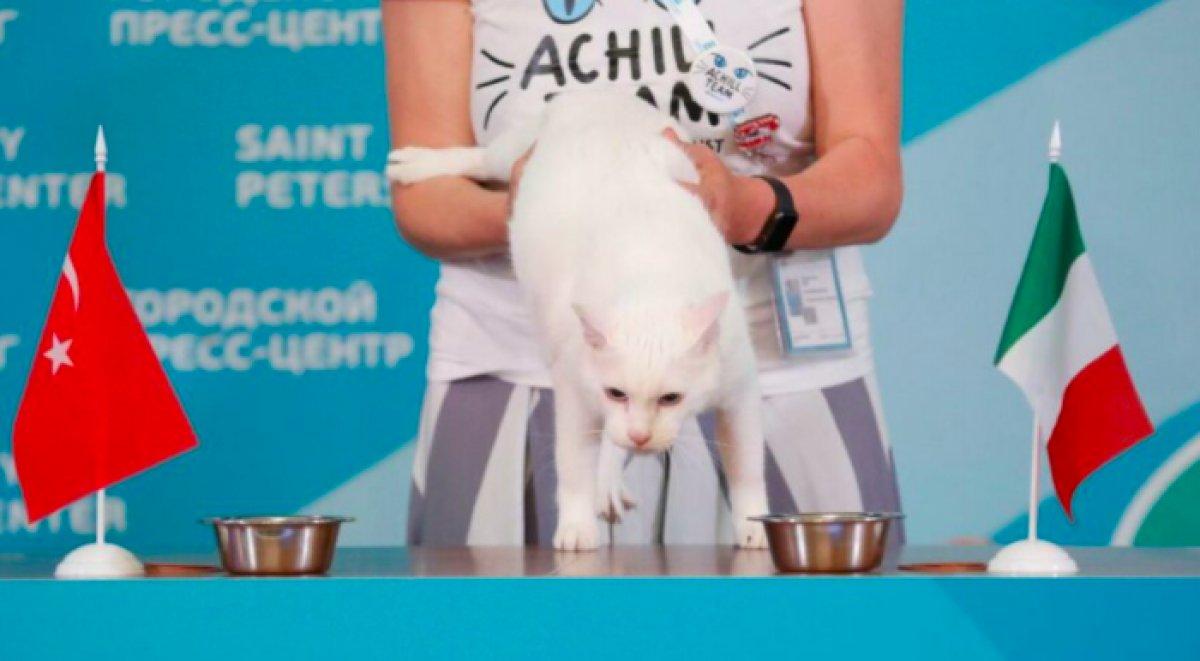 Rusların kahin kedisinin Euro 2020 tahminleri