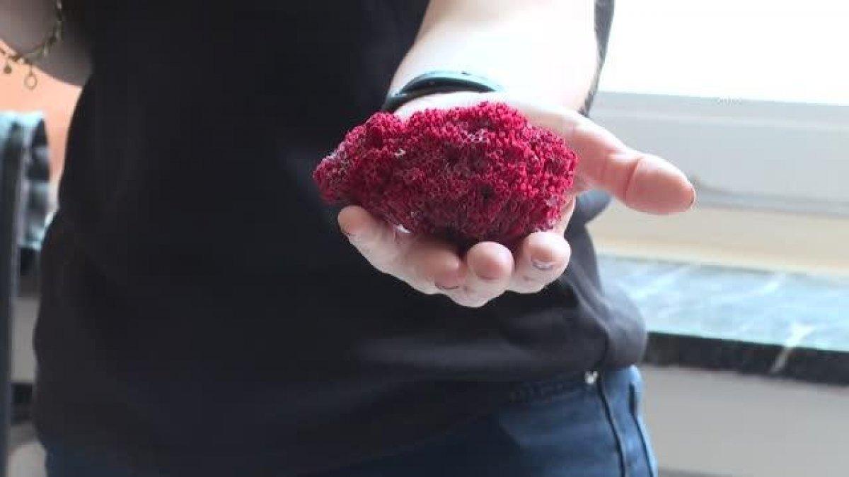 Şifa değil zehir saçıyor: Kardeş kanı bitkisi nedir, zararları nelerdir?