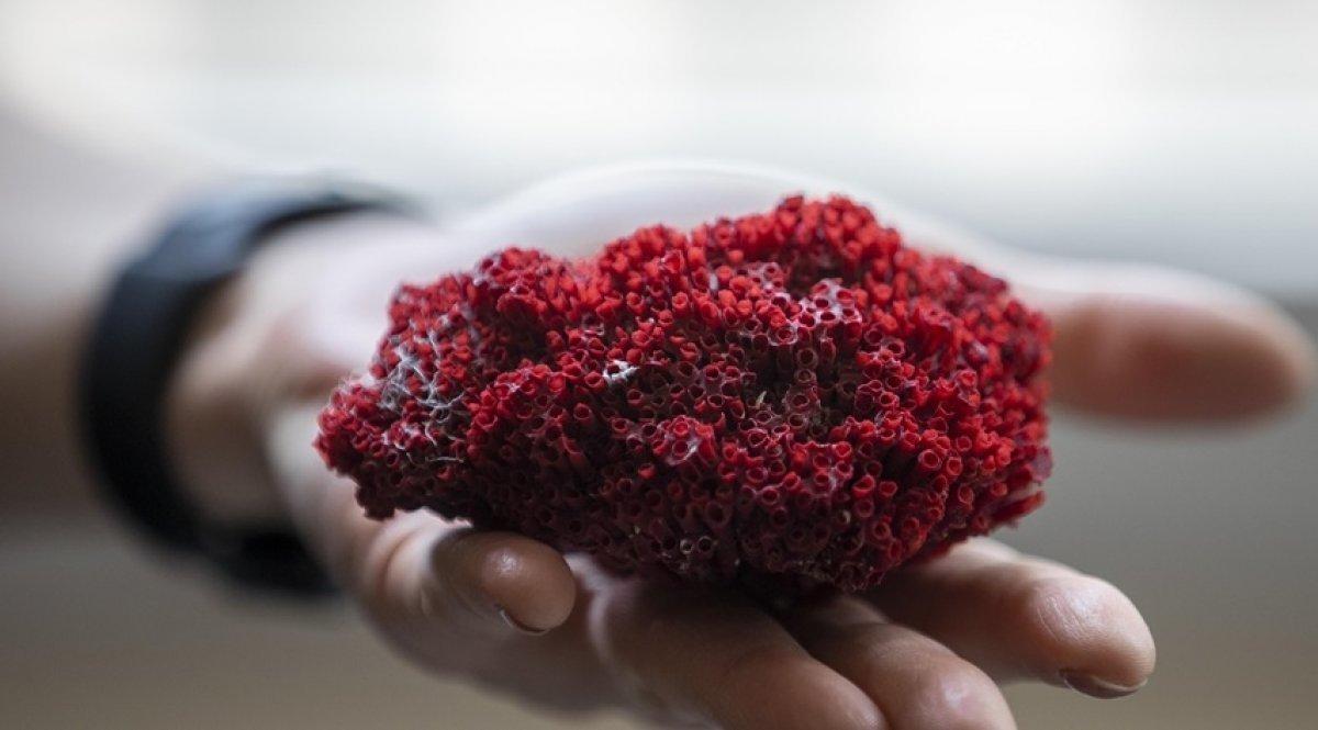 Şifa değil zehir saçıyor: Kardeş kanı bitkisi nedir, zararları nelerdir?