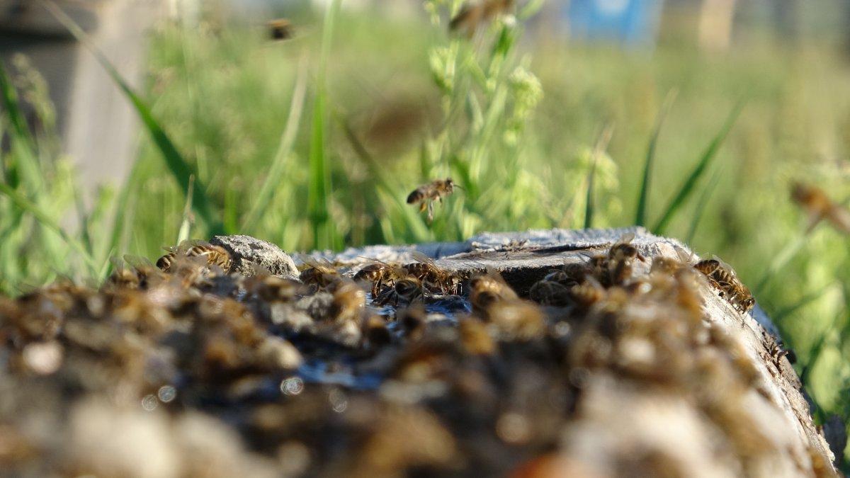 Arıcılık kuraklıktan olumsuz etkilendi