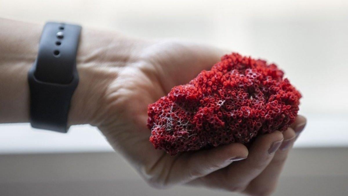 Şifa değil zehir saçıyor: Kardeş kanı bitkisi nedir, zararları nelerdir?