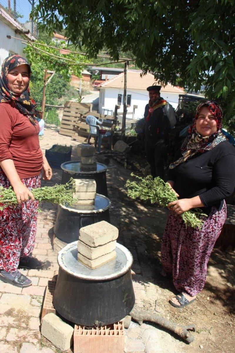 Aydınlı kadınlar, koronadan korunmak için kekik suyu çıkarıyor