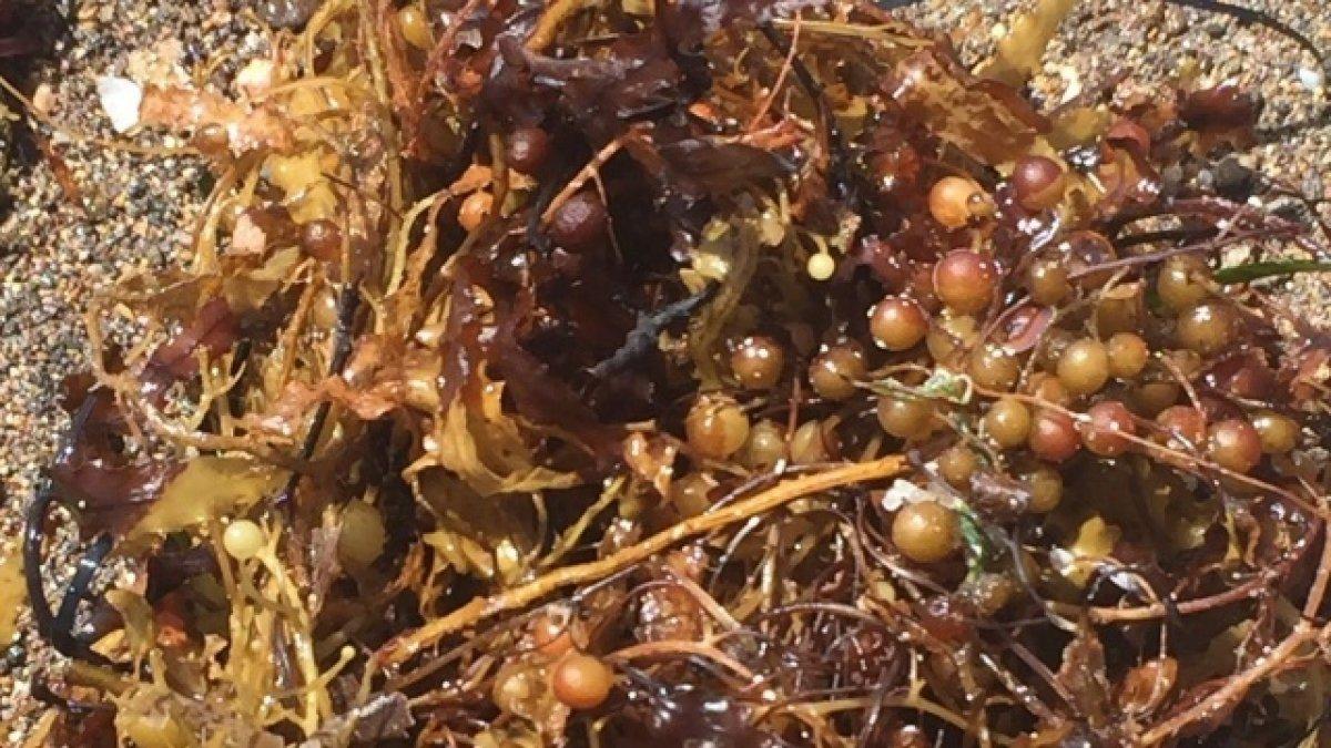 Müsilajın akabinde yeni tehlike: Sargassum nedir